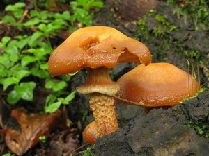 Klikni pro velký obrázek