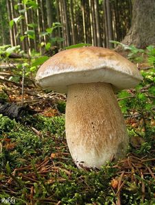 Klikni pro velký obrázek