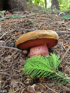 Klikni pro velký obrázek