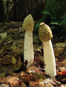 Klikni pro velký obrázek