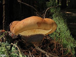 Klikni pro velký obrázek