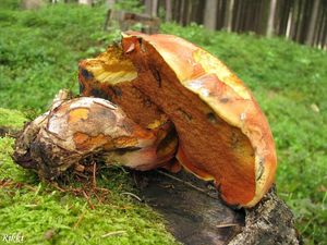 Klikni pro velký obrázek