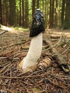 Klikni pro velký obrázek