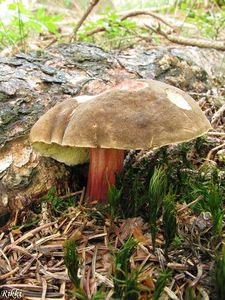 Klikni pro velký obrázek