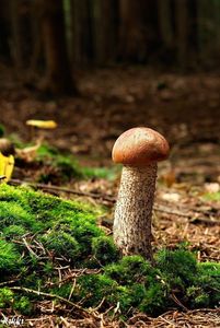 Klikni pro velký obrázek