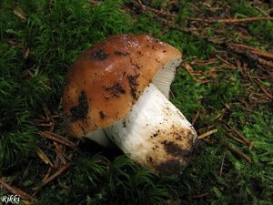 Klikni pro velký obrázek