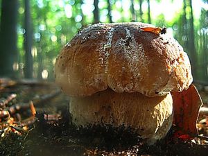 Klikni pro velký obrázek