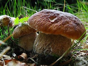 Klikni pro velký obrázek