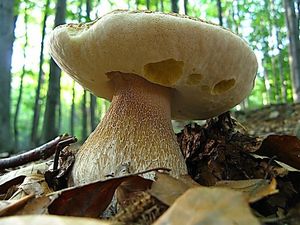 Klikni pro velký obrázek