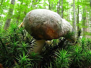 Klikni pro velký obrázek