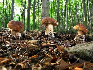 Klikni pro velký obrázek