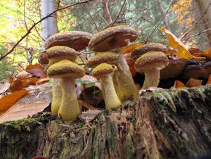 Klikni pro velký obrázek