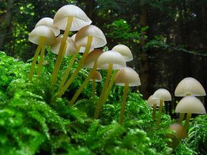 Klikni pro velký obrázek