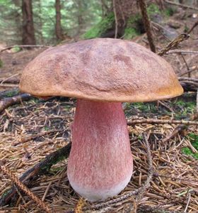 Klikni pro velký obrázek