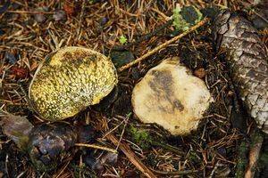 Klikni pro velký obrázek