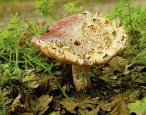 Klikni pro velký obrázek