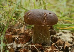 Klikni pro velký obrázek