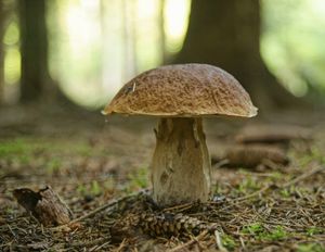 Klikni pro velký obrázek