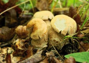 Klikni pro velký obrázek