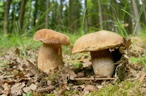 Klikni pro velký obrázek