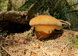 Klikni pro velký obrázek