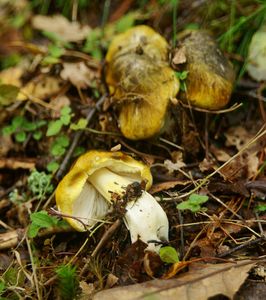 Klikni pro velký obrázek